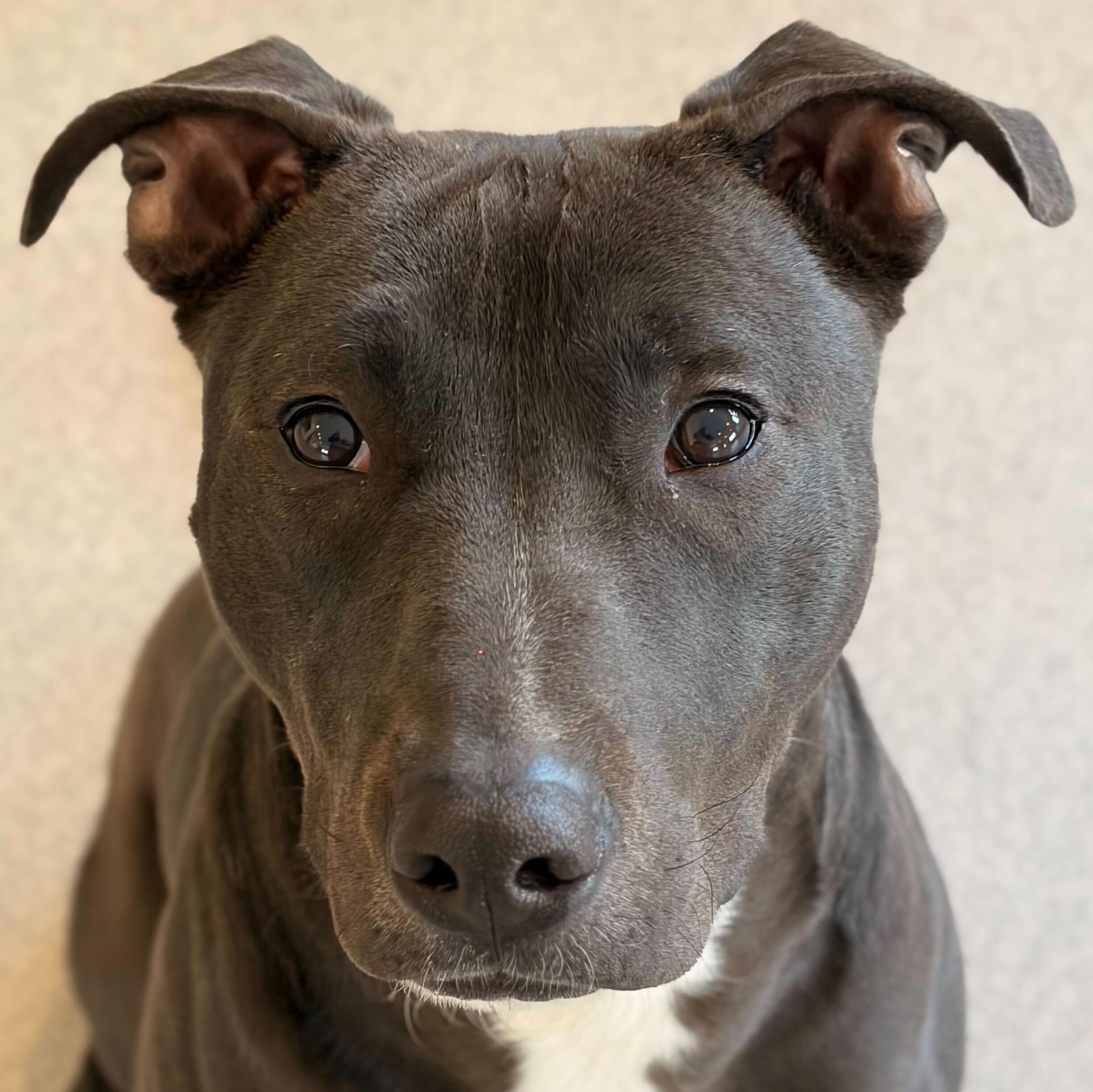 Enlarge Maverick, an adopted mixed breed in Jefferson, WI image 1/1