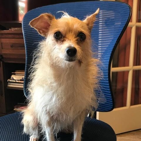Peach, Adult Female unknown