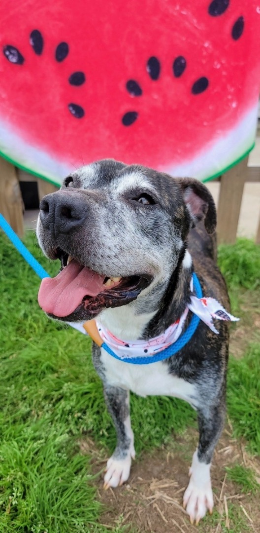 Gigi, Adoptable, Adult Female Pit Bull Terrier.