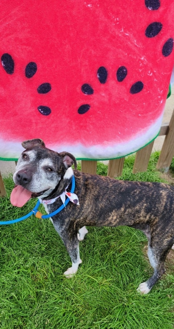 Gigi, Adoptable, Adult Female Pit Bull Terrier.