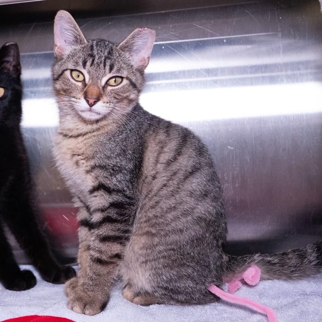 Rick James, a Adoptable mixed breed in Shoreline, WA image 4/4