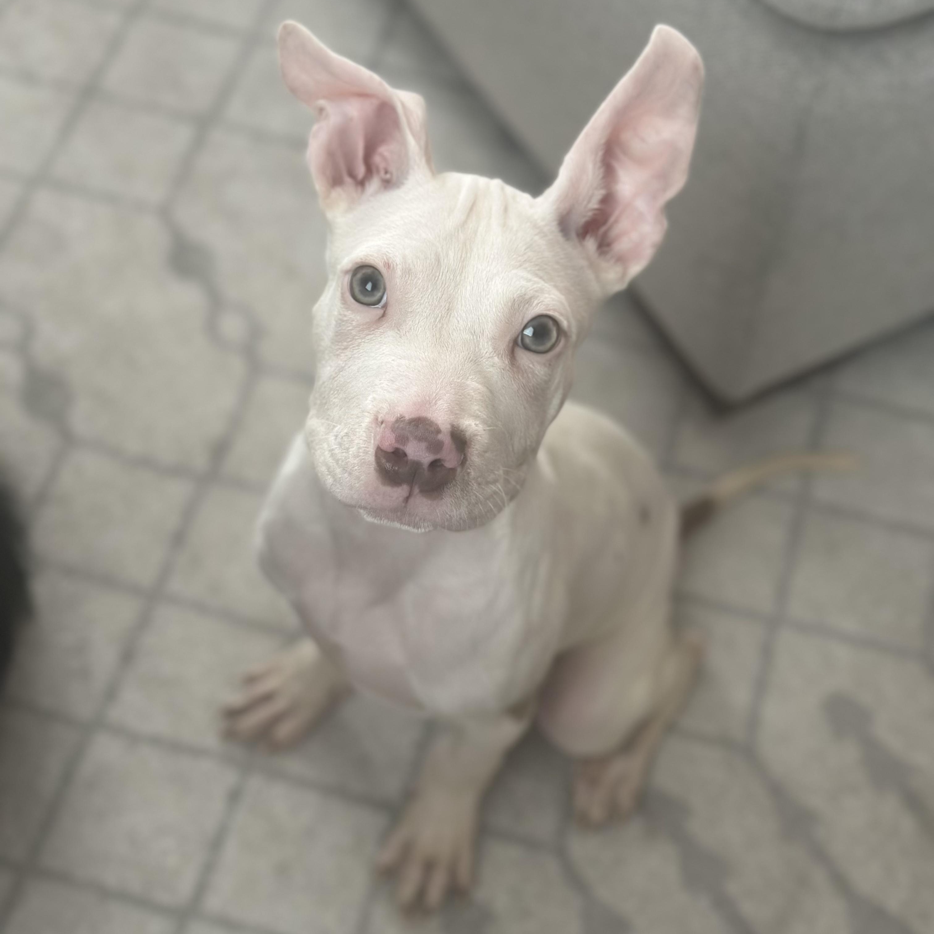 Watson