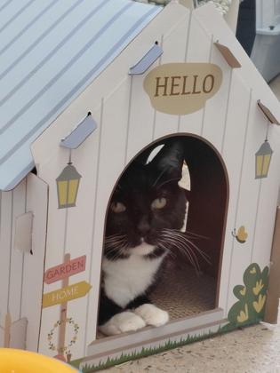 Caligo - Available in Foster, Adoptable, Adult Male Domestic Short Hair & Domestic Short Hair.
