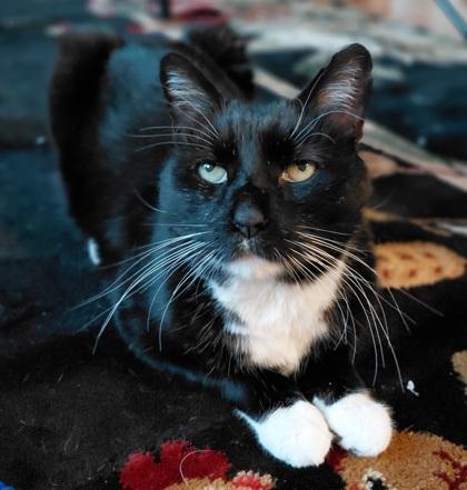 Enlarge Caligo - Available in Foster, a Adoptable mixed breed in Madison, NJ image 2/3