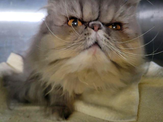 BLUE ASTER, Adoptable, Adult Female Persian.