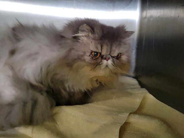 Enlarge BLUE ASTER, a Adoptable Persian in Powder Springs, GA image 2/3