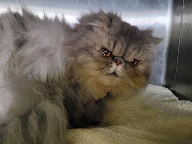 Enlarge BLUE ASTER, a Adoptable Persian in Powder Springs, GA image 3/3