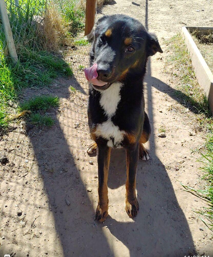 RADAR, Adoptable, Puppy Male Australian Kelpie & Shepherd.