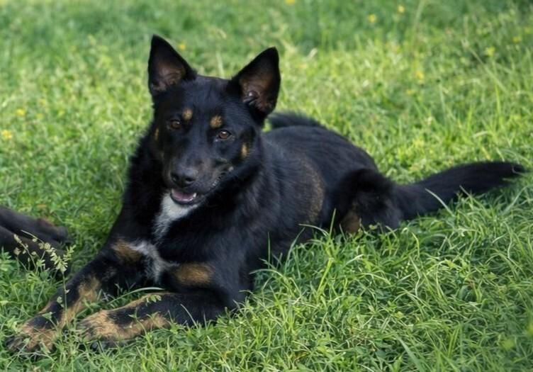 RADAR, Adoptable, Young Male Australian Kelpie & Shepherd.