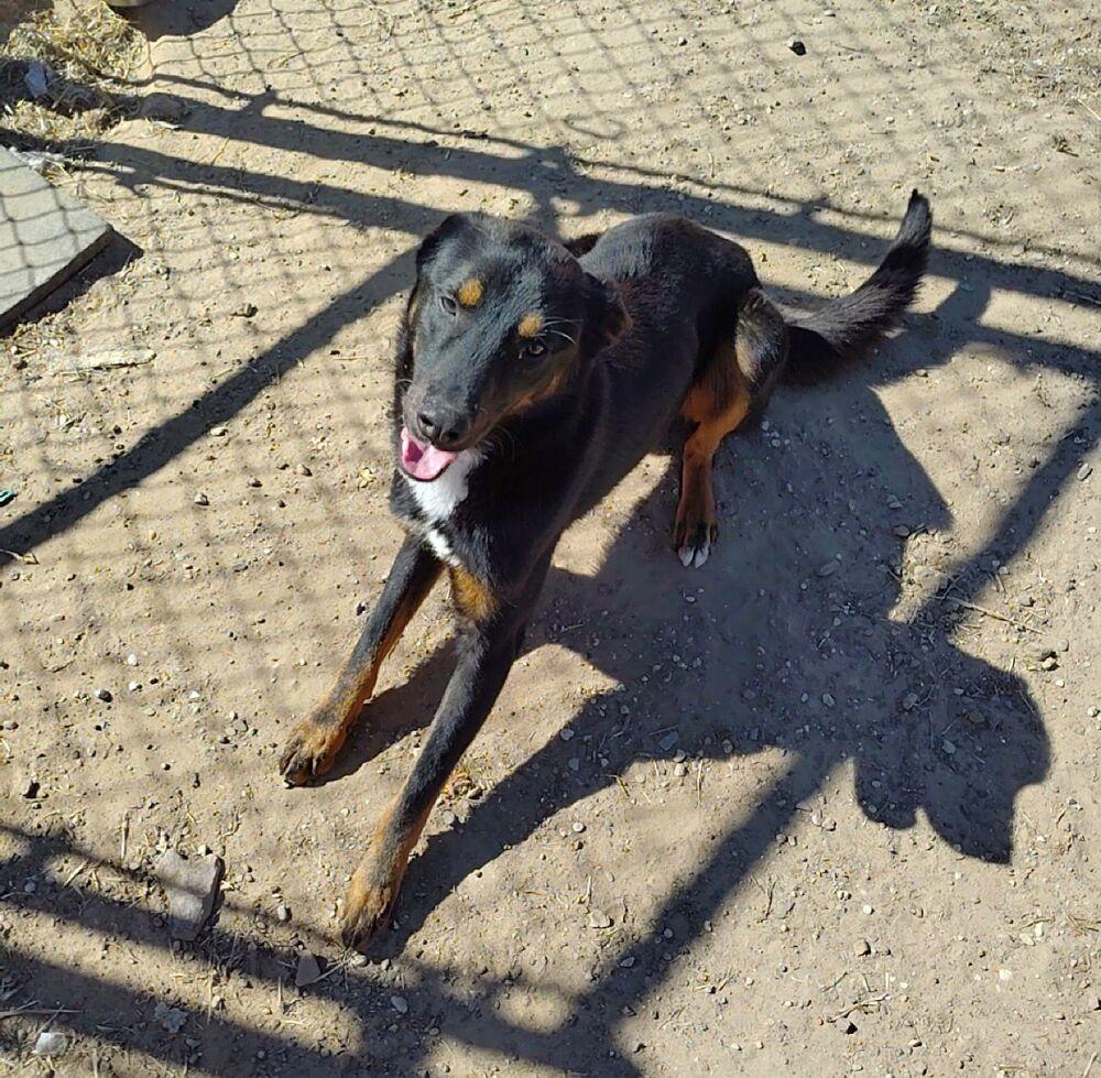 Enlarge RADAR, a Adoptable mixed breed in Langley, BC image 3/6