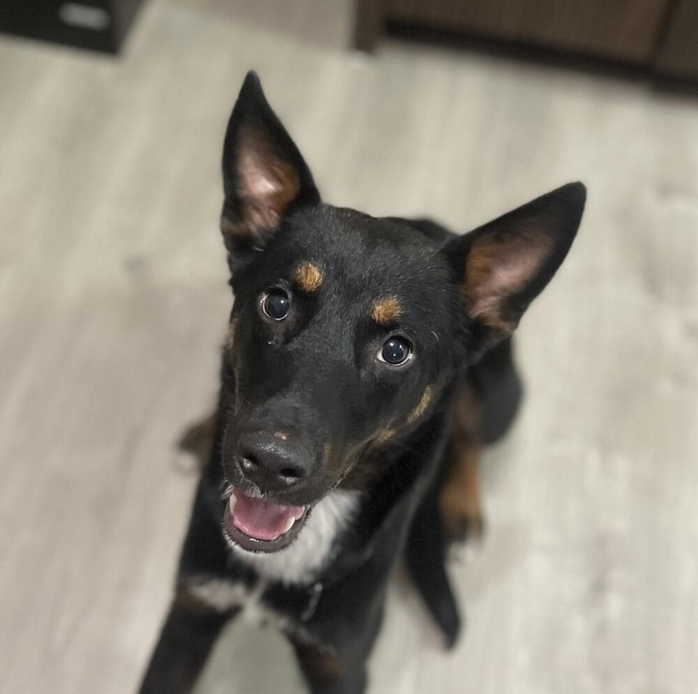 Enlarge RADAR, a Adoptable mixed breed in Langley, BC image 2/5