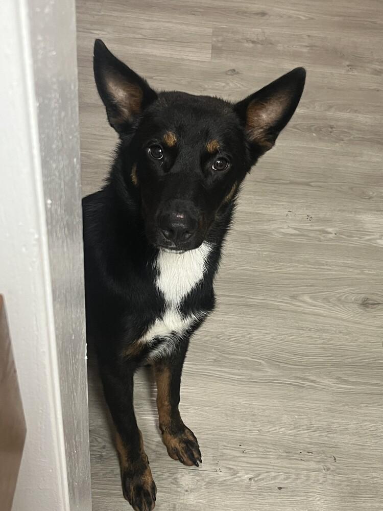 Enlarge RADAR, a Adoptable mixed breed in Langley, BC image 3/5