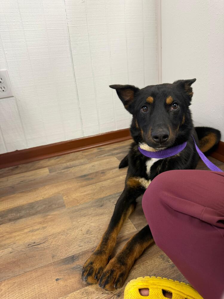 Enlarge RADAR, a Adoptable mixed breed in Langley, BC image 6/6