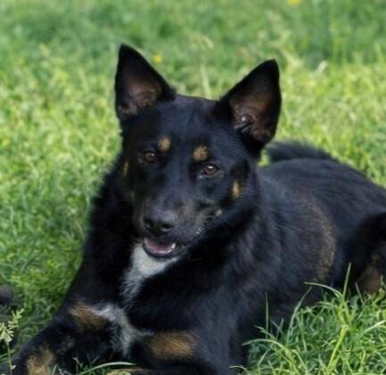 Enlarge RADAR, a Adoptable mixed breed in Langley, BC image 6/6