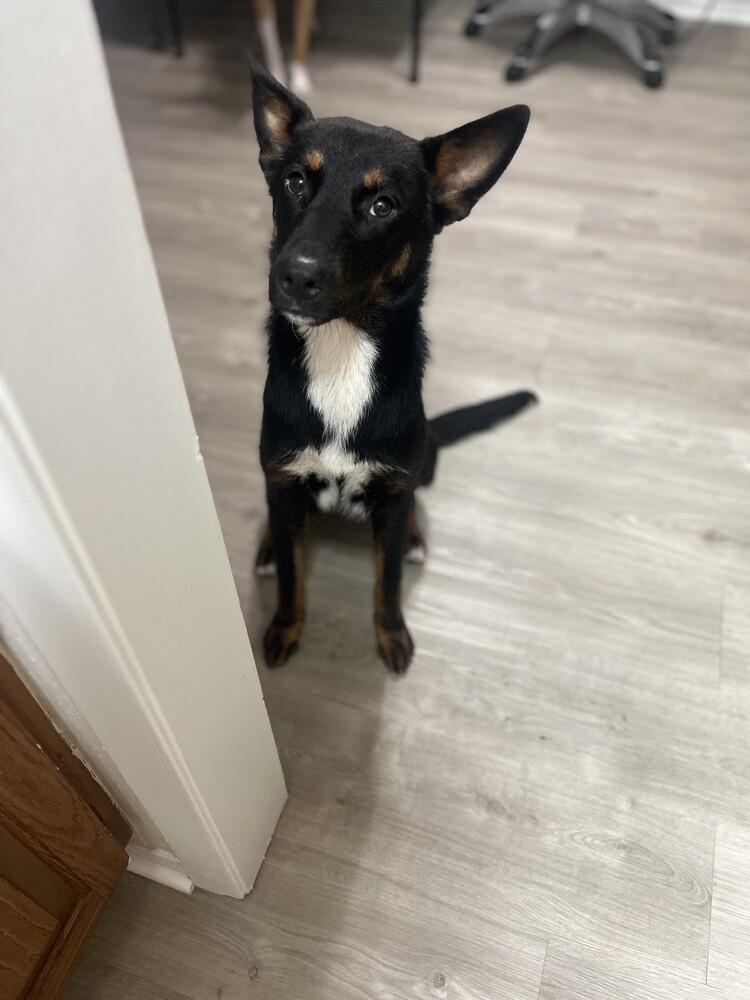 RADAR, Adoptable, Puppy Male Shepherd & Lancashire Heeler.