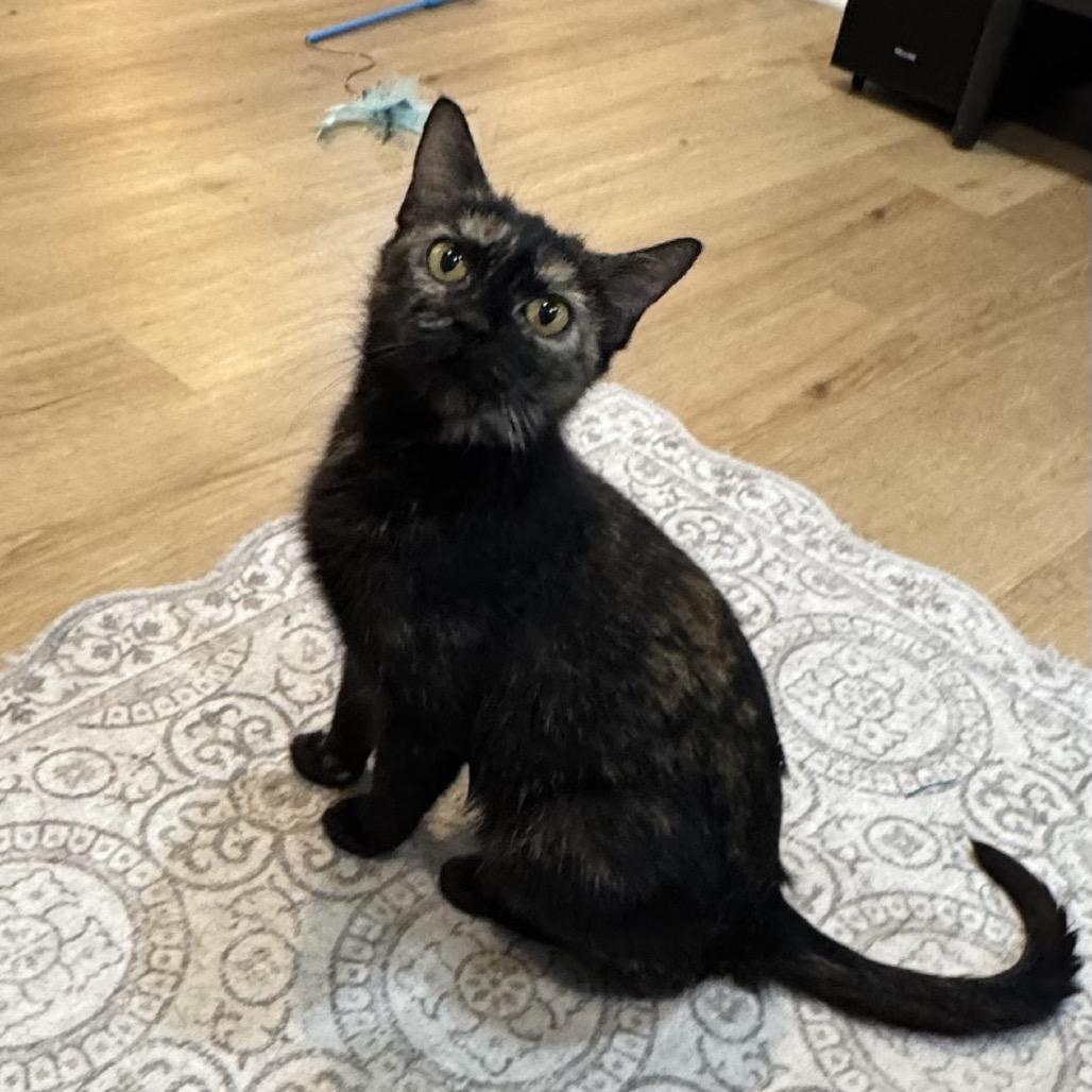 Mama Spice, Adoptable, Adult Female American Shorthair & Domestic Short Hair.