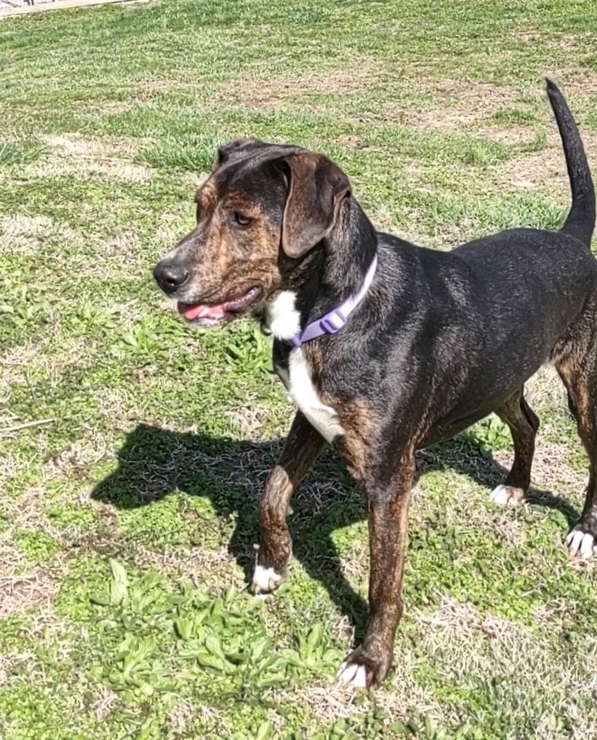 Enlarge Honey, a Adoptable mixed breed in Clay City, KY image 4/5