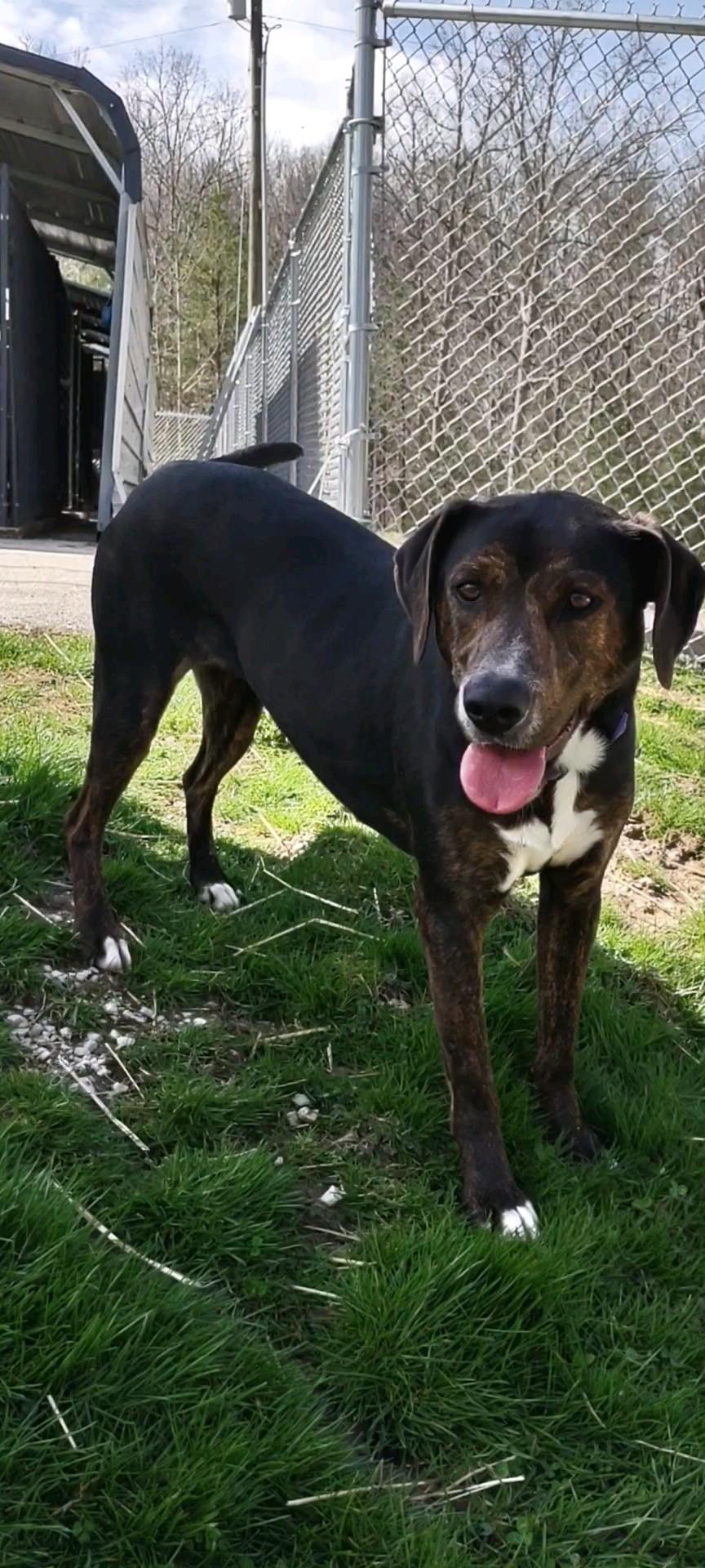 Enlarge Honey, a Adoptable mixed breed in Clay City, KY image 1/5