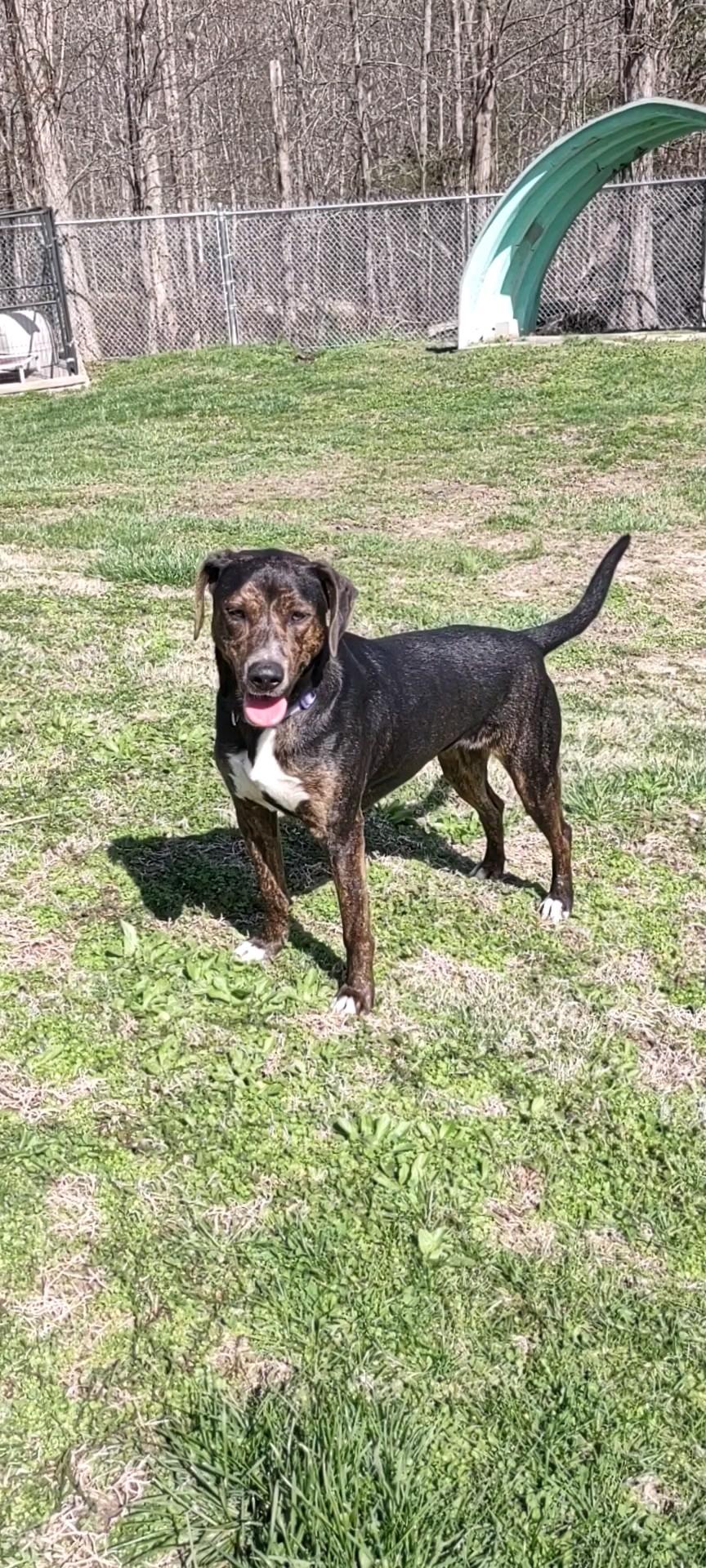 Enlarge Honey, a Adoptable mixed breed in Clay City, KY image 5/5