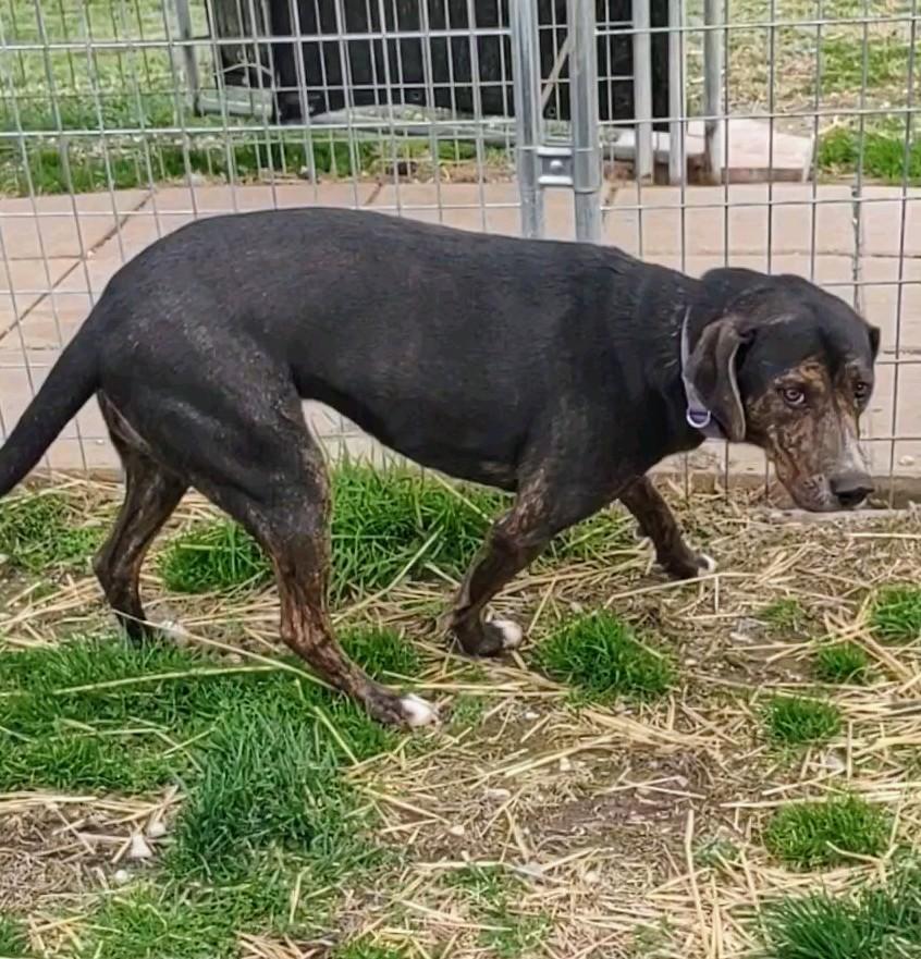 Enlarge Honey, a Adoptable mixed breed in Clay City, KY image 2/5