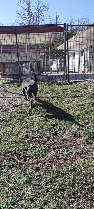 Enlarge Honey, a Adoptable mixed breed in Clay City, KY video 3/5