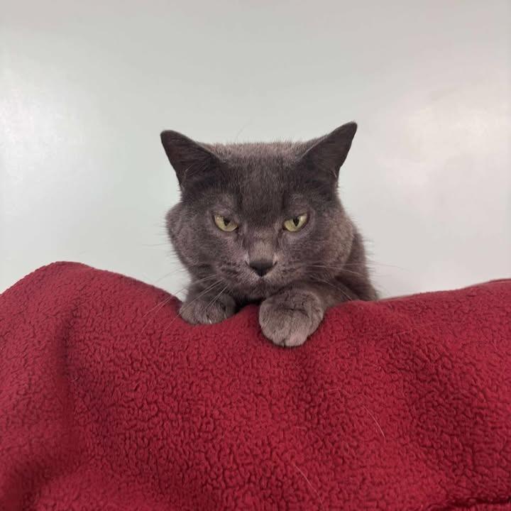 Enlarge Apple Blossom, a Adoptable Domestic Short Hair in Milan, IL image 1/4