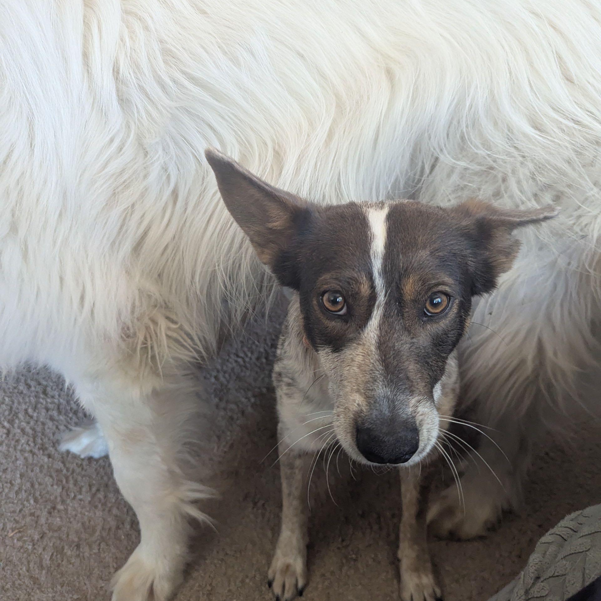 Missy (Corvallis, OR), an adoptable Australian Cattle Dog / Blue Heeler, Cattle Dog in Corvallis, OR, 97333 | Photo Image 3