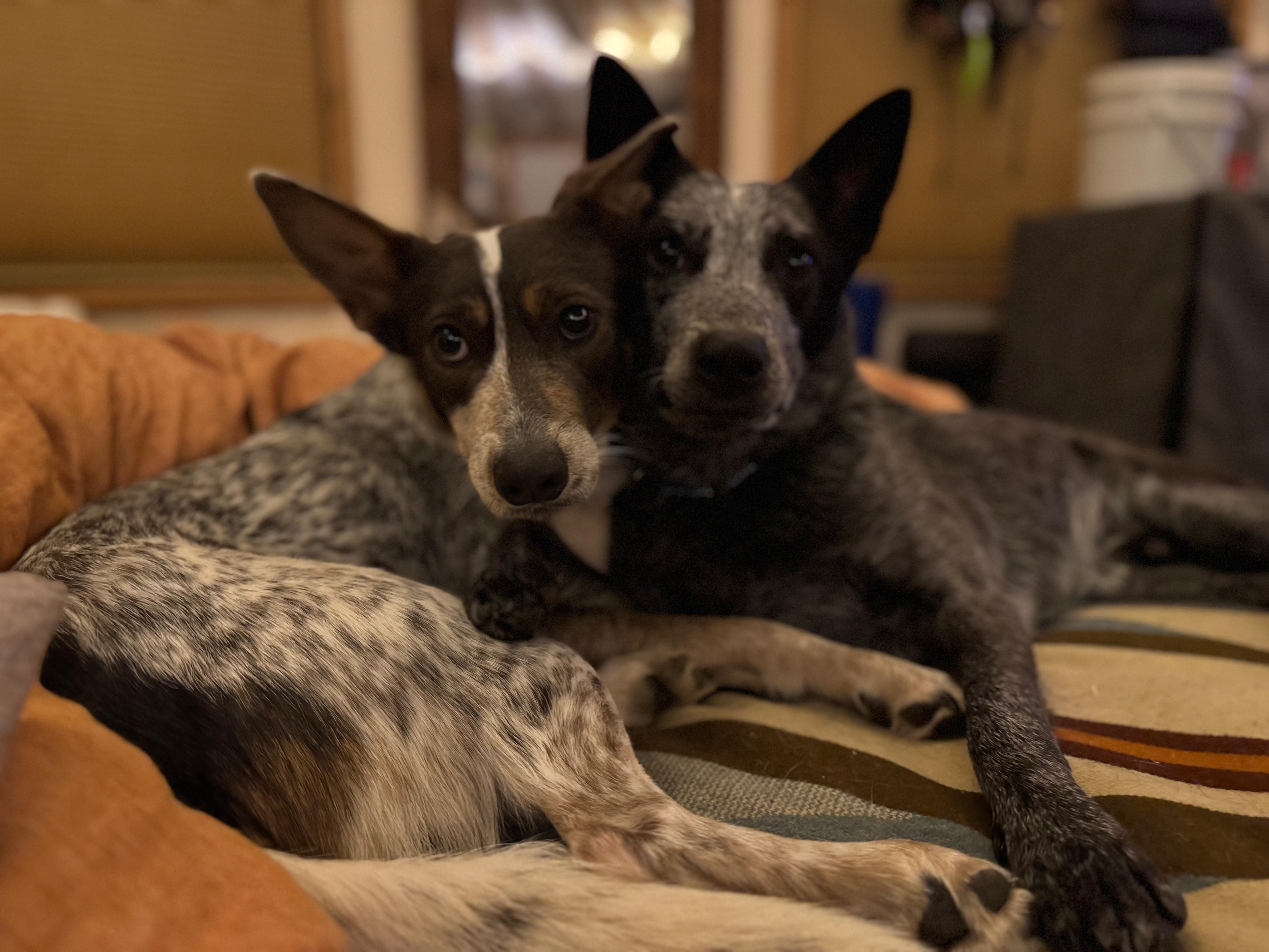 Missy (Corvallis, OR), an adoptable Australian Cattle Dog / Blue Heeler, Cattle Dog in Corvallis, OR, 97333 | Photo Image 5