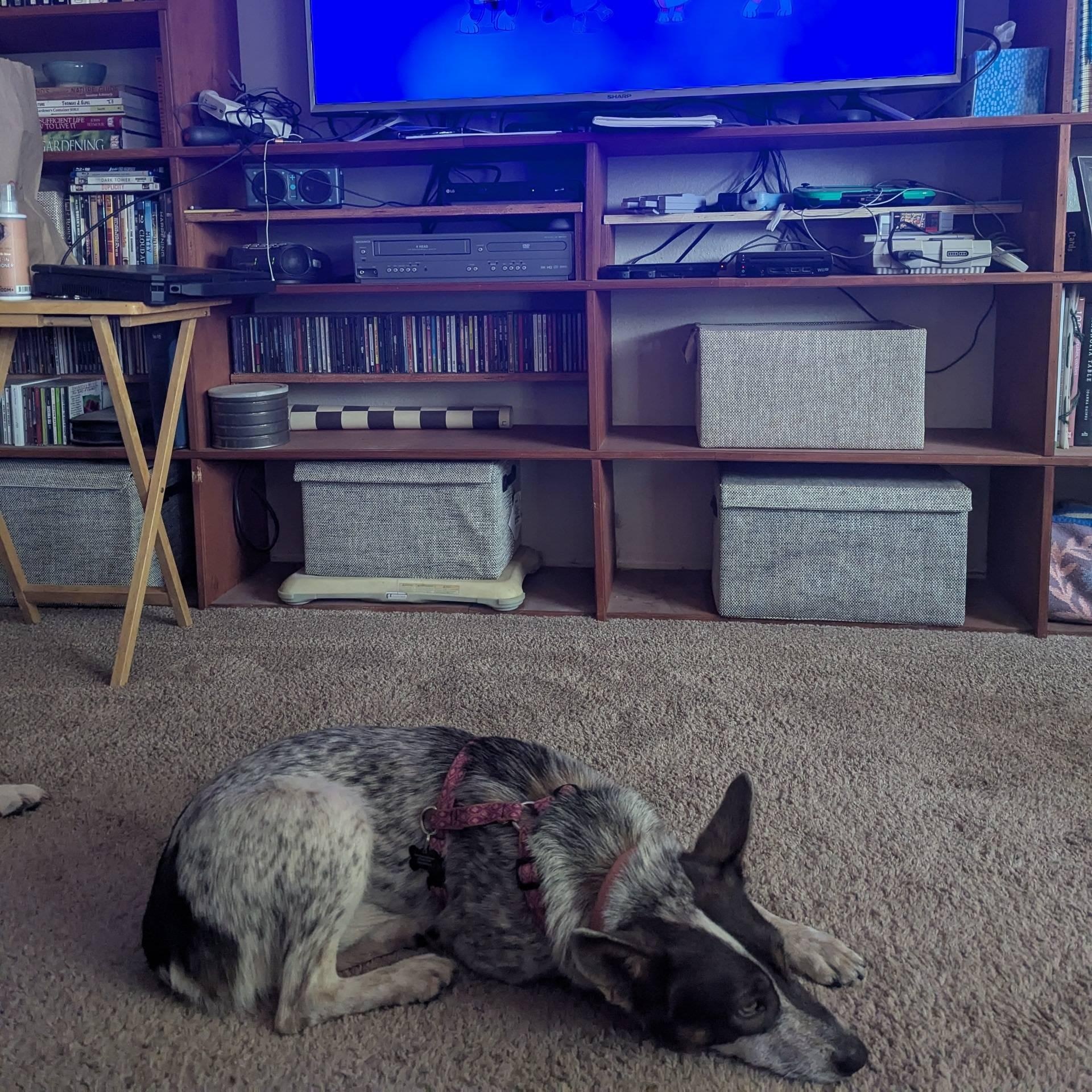 Missy (Corvallis, OR), an adoptable Australian Cattle Dog / Blue Heeler, Cattle Dog in Corvallis, OR, 97333 | Photo Image 4
