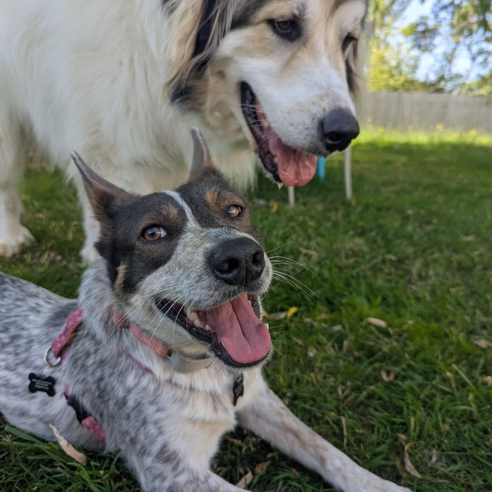 Missy (Corvallis, OR), an adoptable Australian Cattle Dog / Blue Heeler, Cattle Dog in Corvallis, OR, 97333 | Photo Image 2