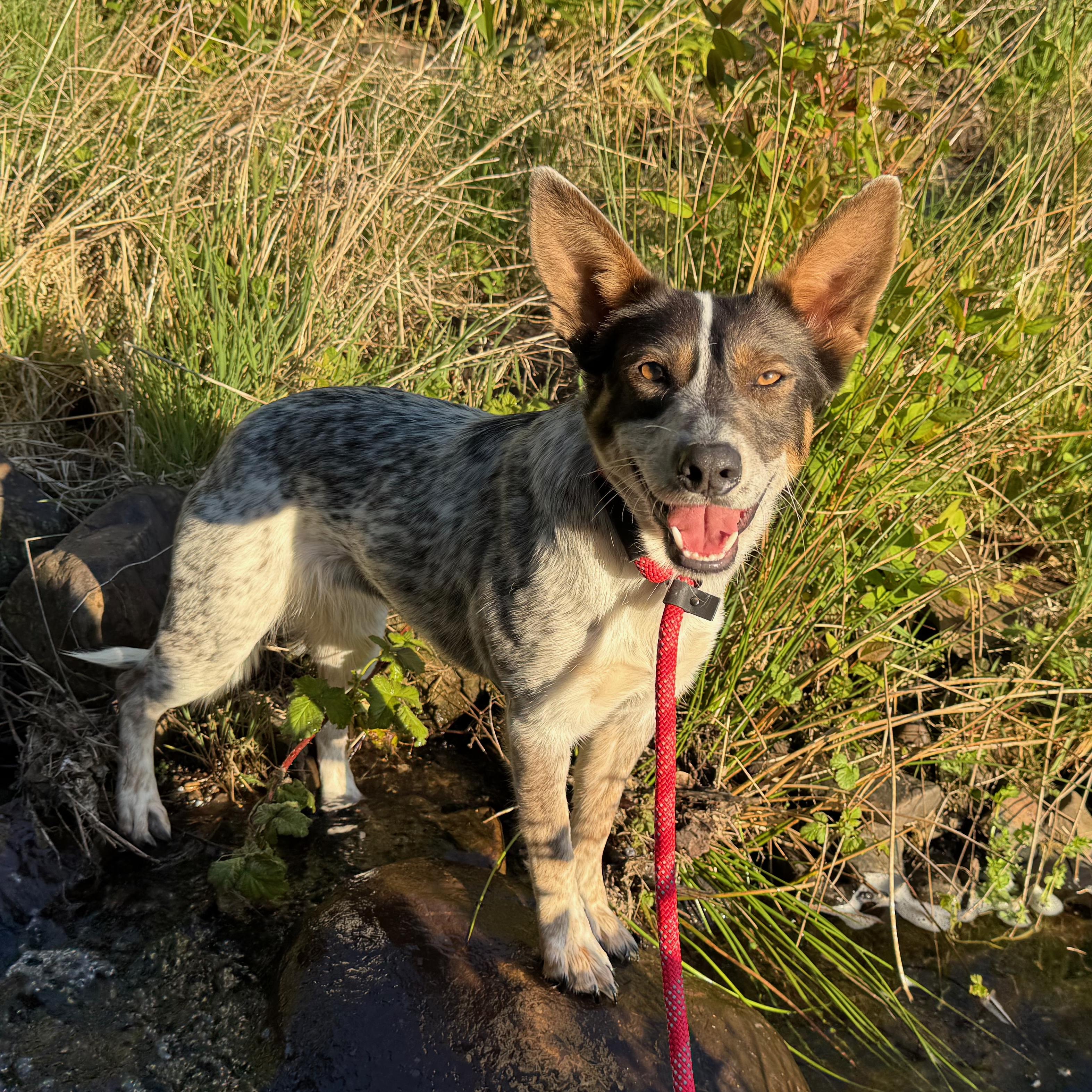 Missy (Corvallis, OR), an adoptable Australian Cattle Dog / Blue Heeler, Cattle Dog in Corvallis, OR, 97333 | Photo Image 1