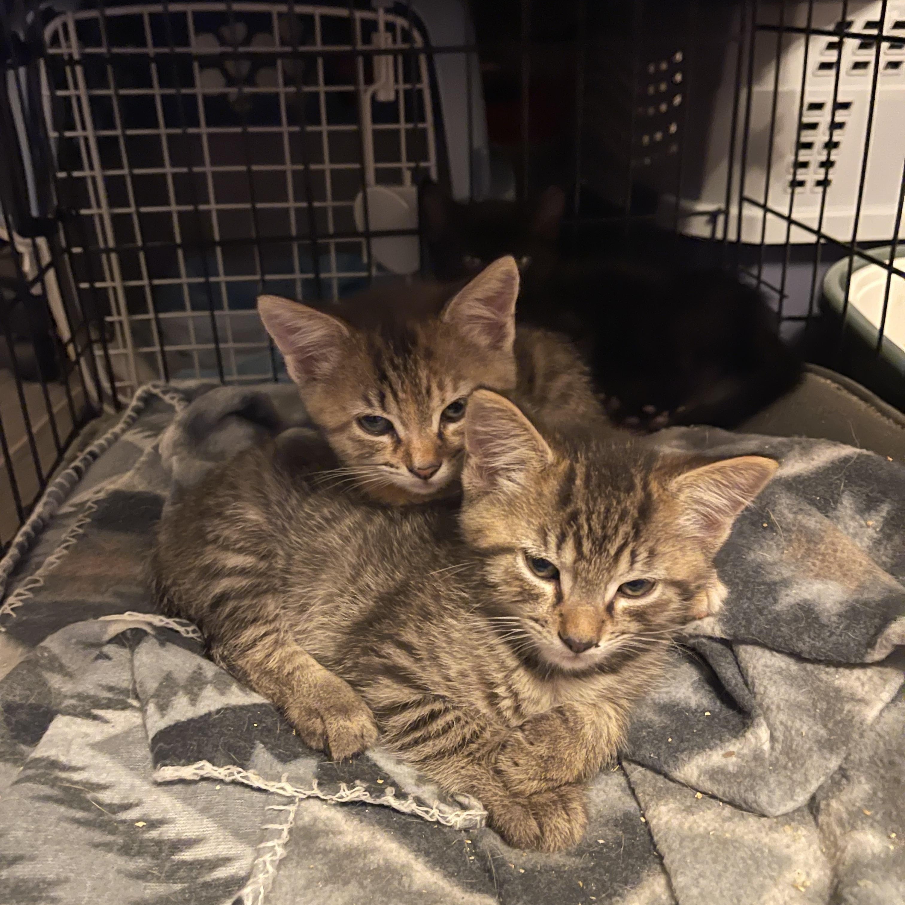 Taffy & Scrappy, Adoptable, Kitten Female American Shorthair.