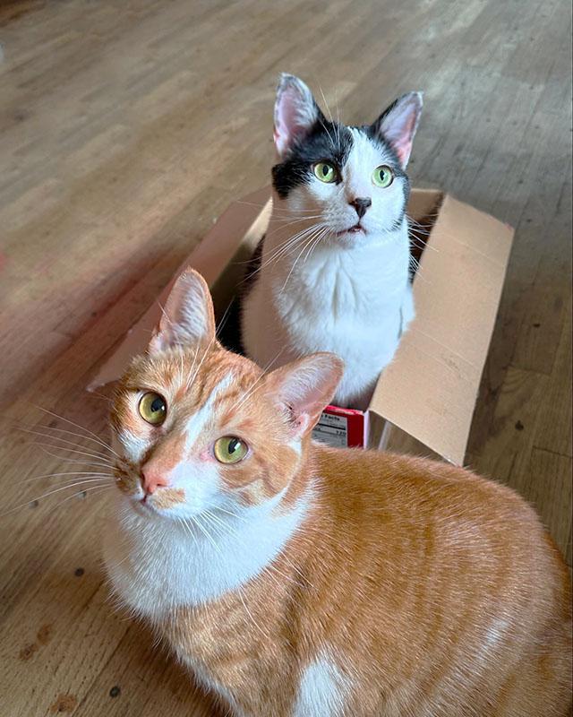 Mike & Bobby, Adult Male Tabby