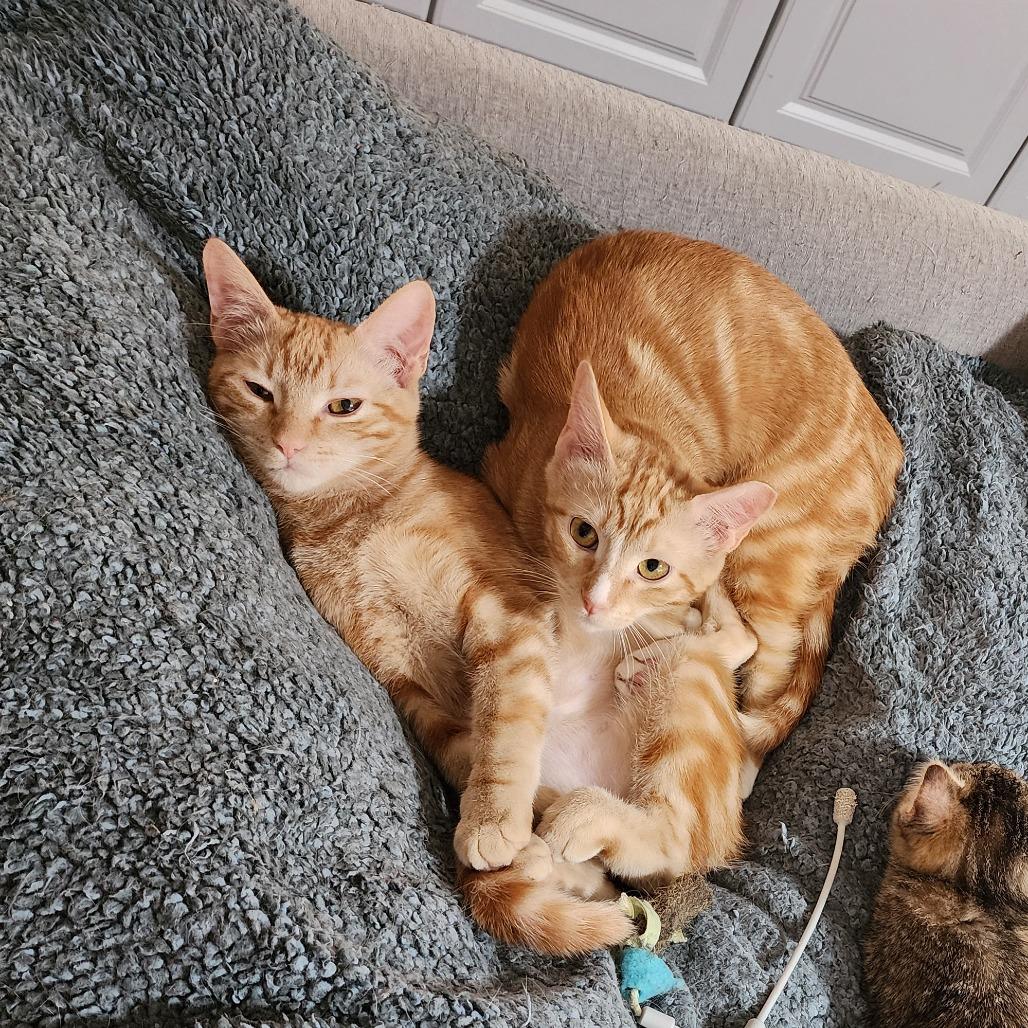 Poblano, a Adoptable Domestic Short Hair in Fort Worth, TX image 1/5