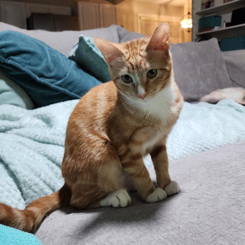 Poblano, a Adoptable Domestic Short Hair in Fort Worth, TX image 2/5