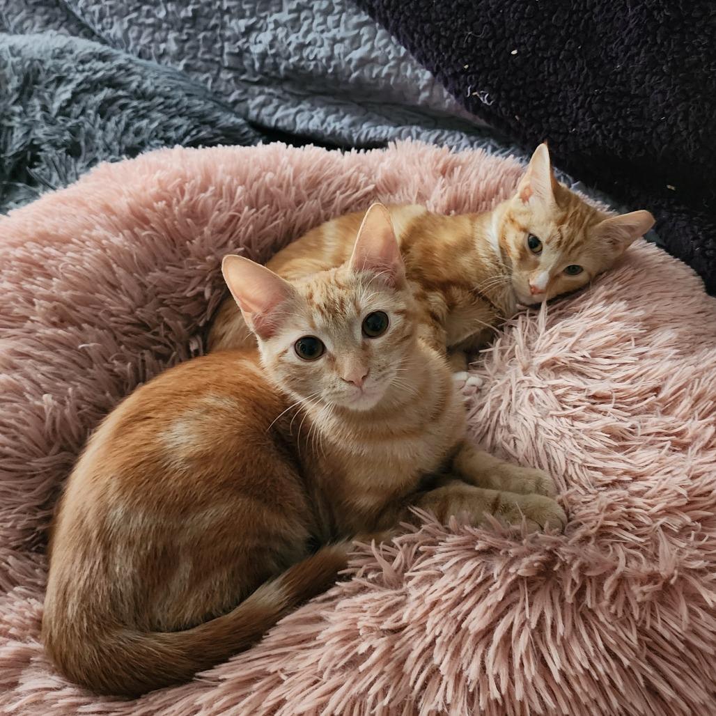 Poblano, a Adoptable Domestic Short Hair in Fort Worth, TX image 3/5