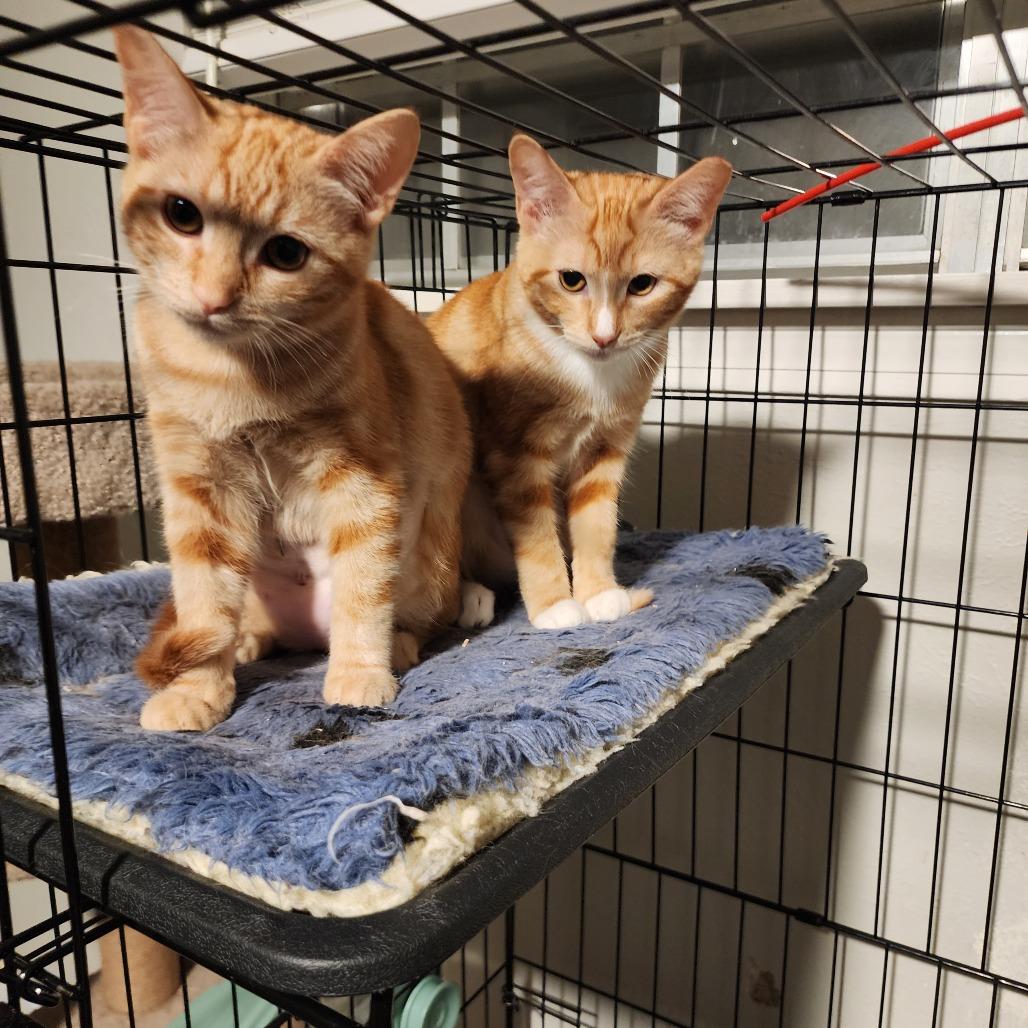 Poblano, a Adoptable Domestic Short Hair in Fort Worth, TX image 4/5