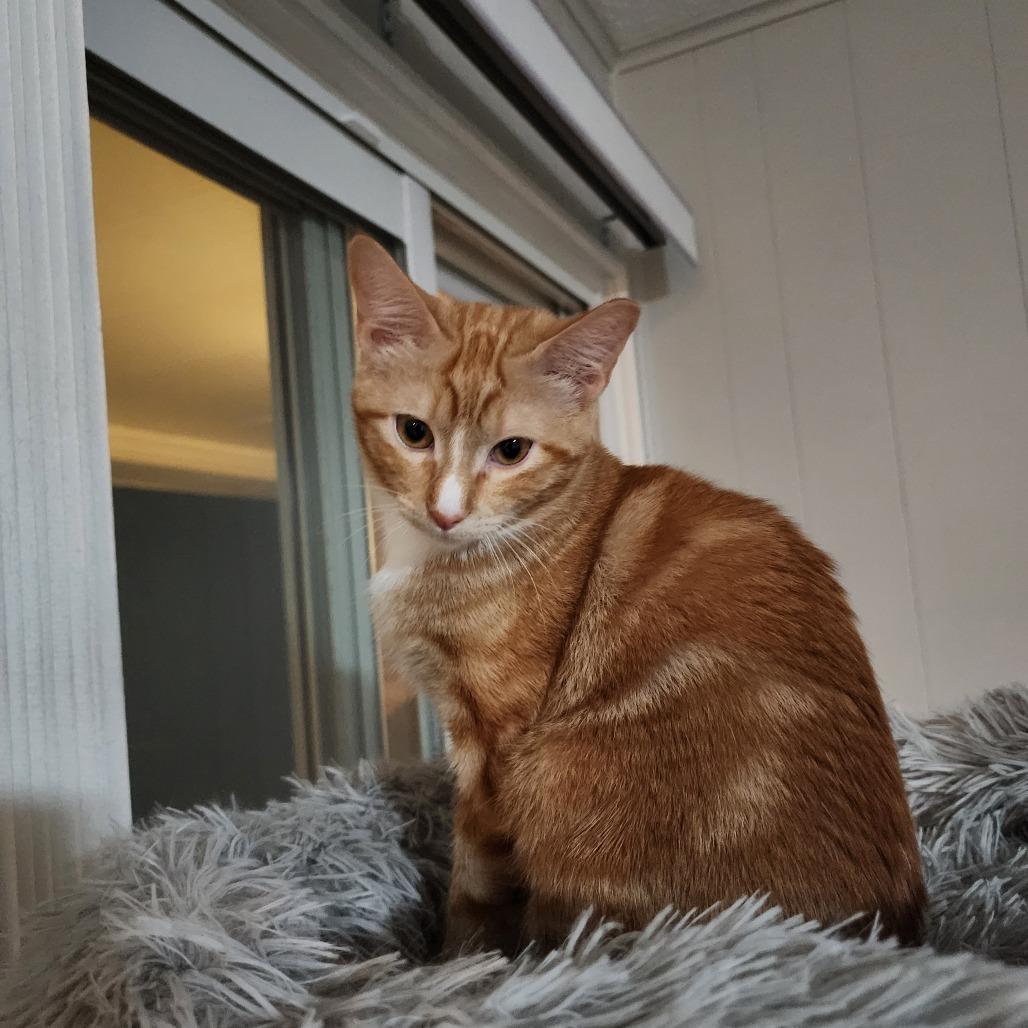 Poblano, a Adoptable Domestic Short Hair in Fort Worth, TX image 5/5