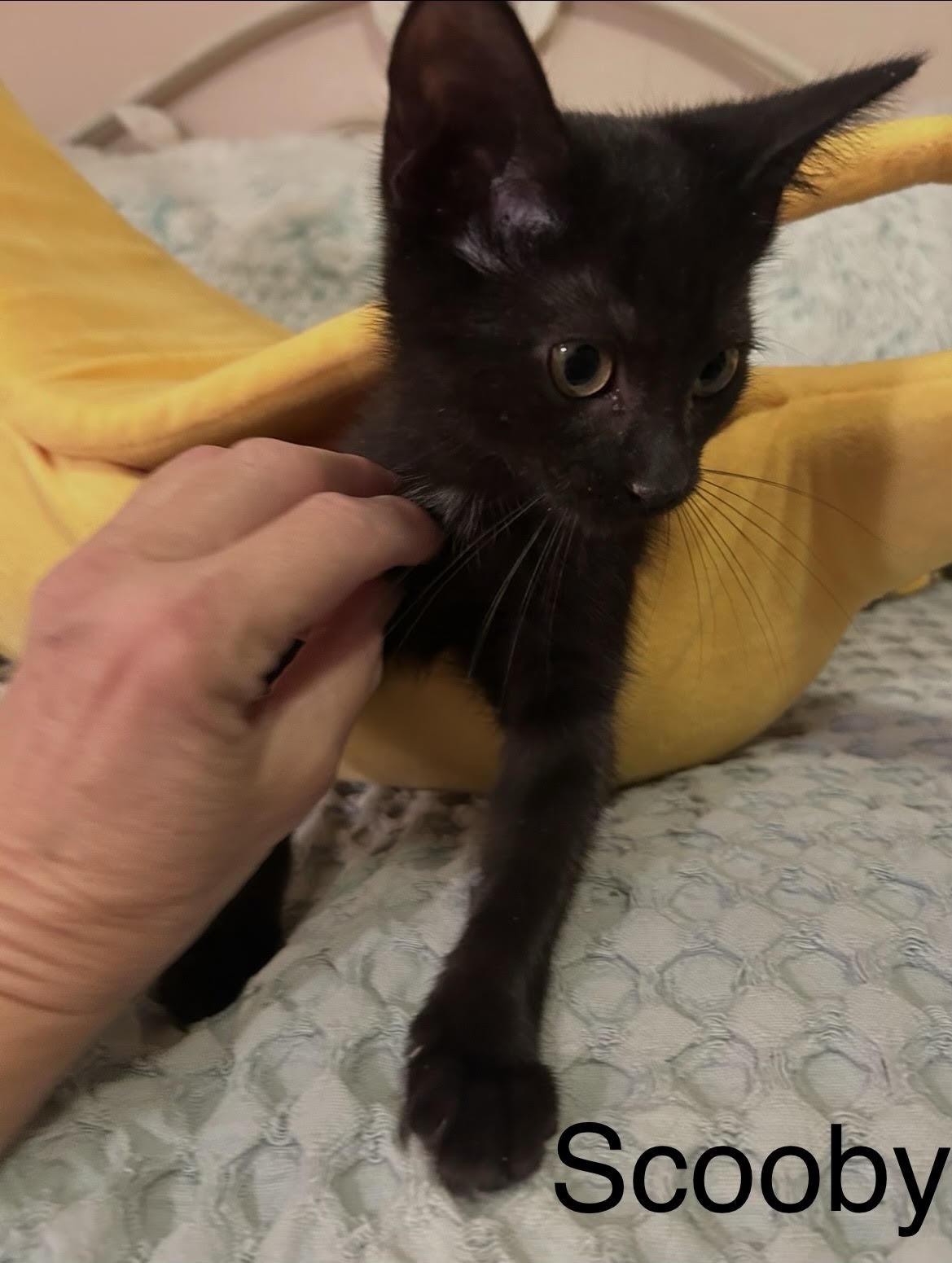 Scooby, ADOPTABLE, Kitten Male Domestic Short Hair.