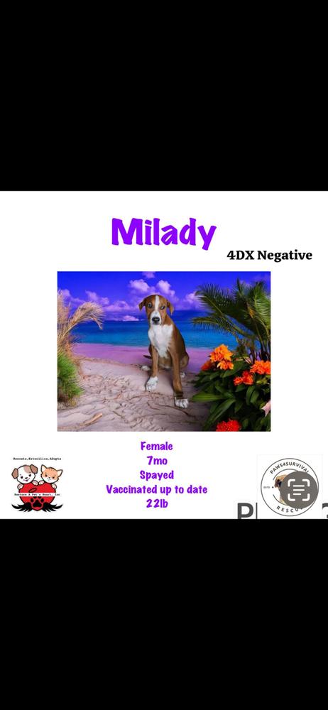 Angelic Ambar thumbnail 3