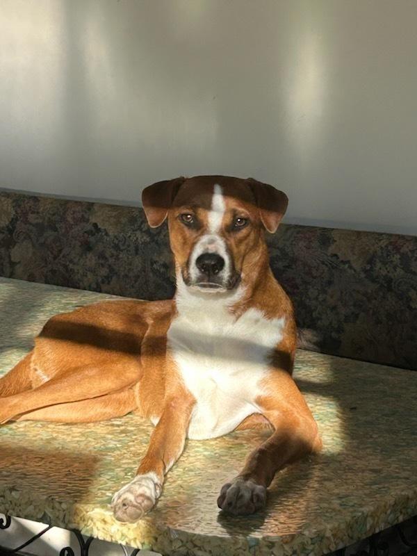 Angelic Ambar thumbnail 2