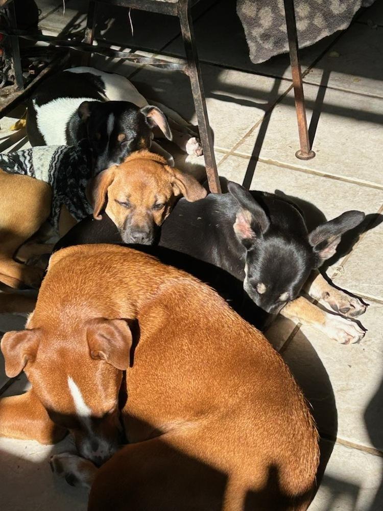 Angelic Ambar thumbnail 5