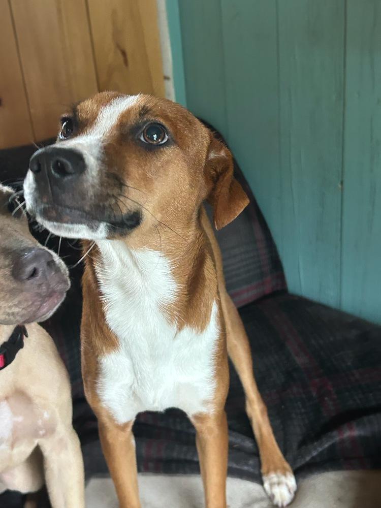 Angelic Ambar thumbnail 4