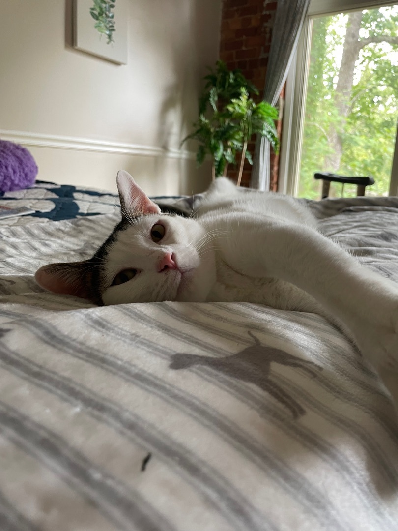 Enlarge Benji, a Adoptable Domestic Short Hair in Fountain Inn, SC image 2/6