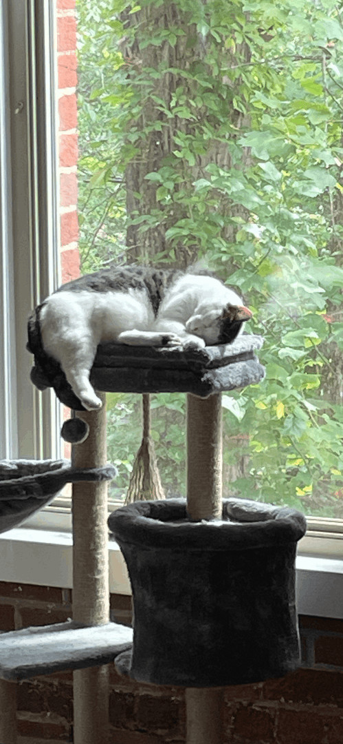 Enlarge Benji, a Adoptable Domestic Short Hair in Fountain Inn, SC image 3/6