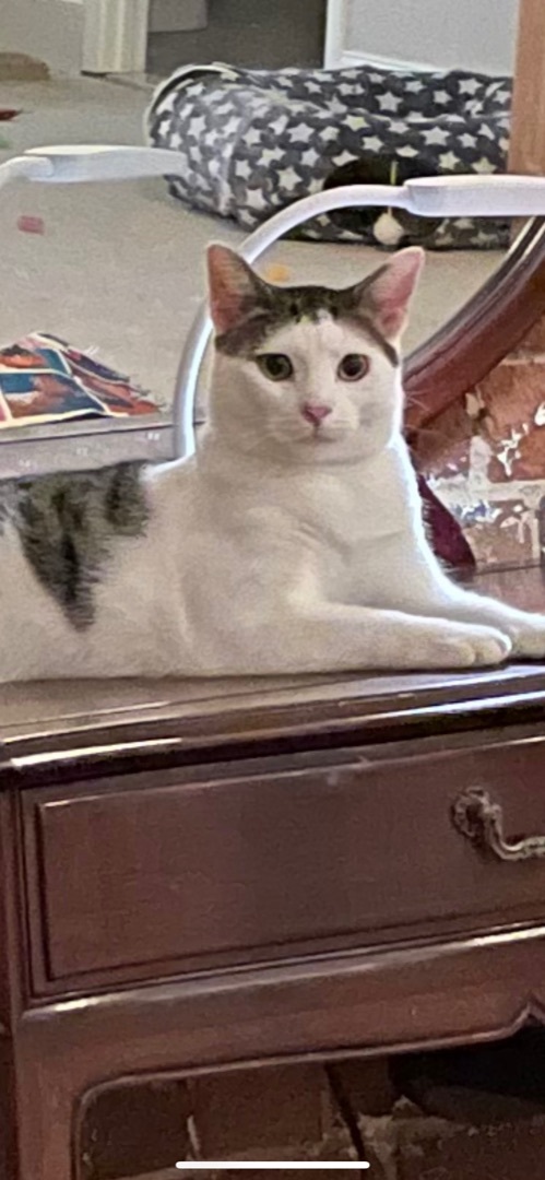 Enlarge Benji, a Adoptable Domestic Short Hair in Fountain Inn, SC image 1/6