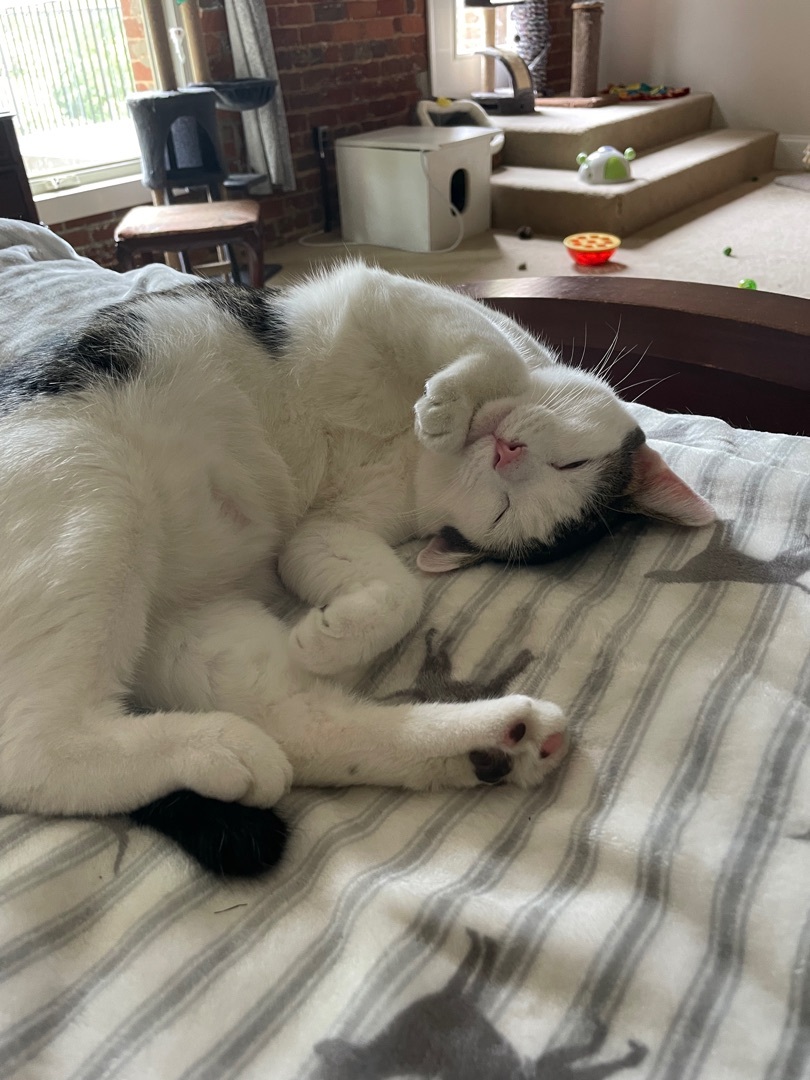 Enlarge Benji, a Adoptable Domestic Short Hair in Fountain Inn, SC image 4/6