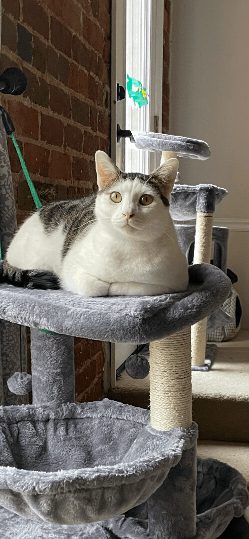 Enlarge Benji, a Adoptable Domestic Short Hair in Fountain Inn, SC image 5/6