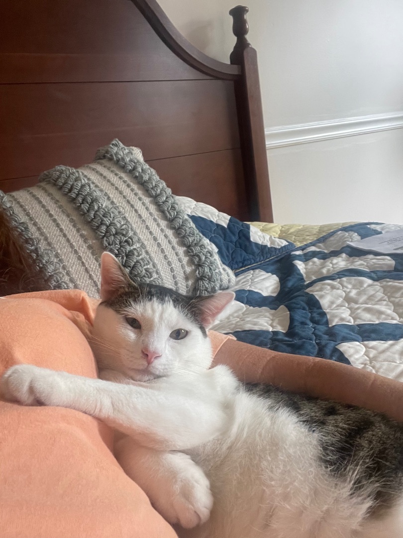 Enlarge Benji, a Adoptable Domestic Short Hair in Fountain Inn, SC image 6/6