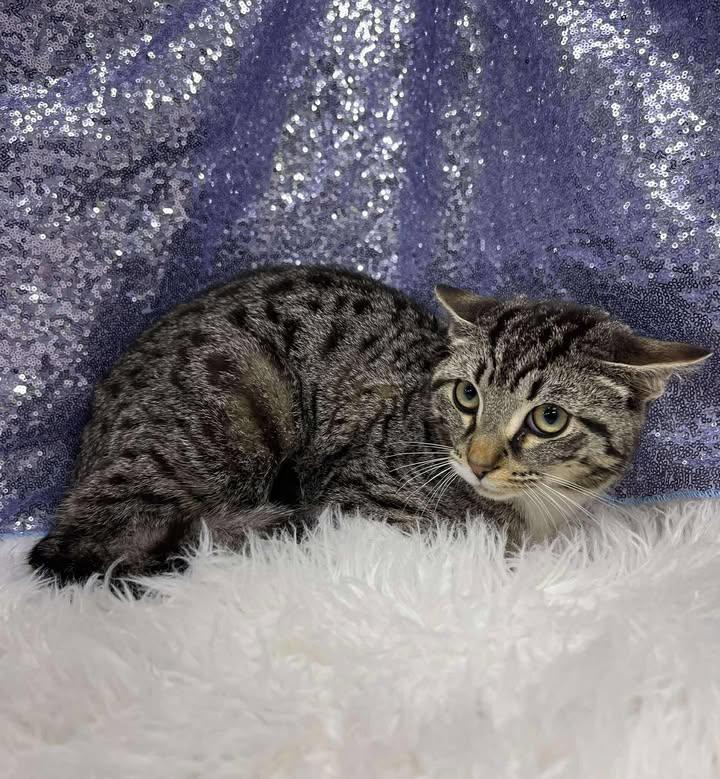 Harrison (Bio ✅), Adoptable, Young Male Domestic Short Hair.